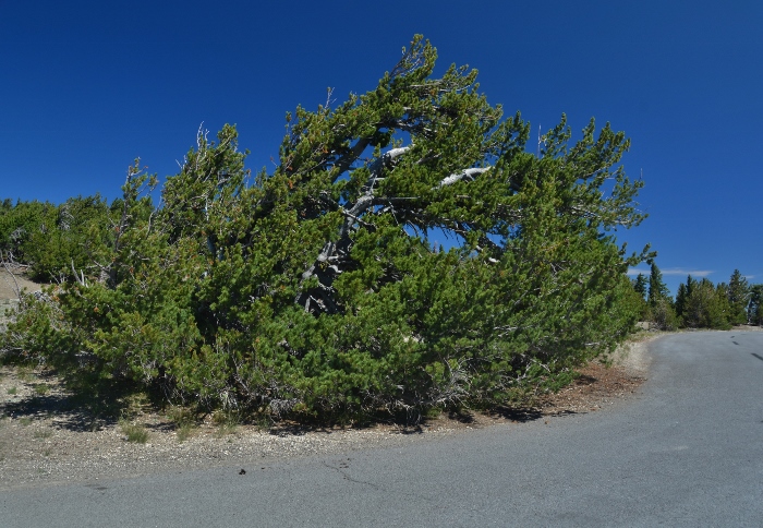 whitebark pines